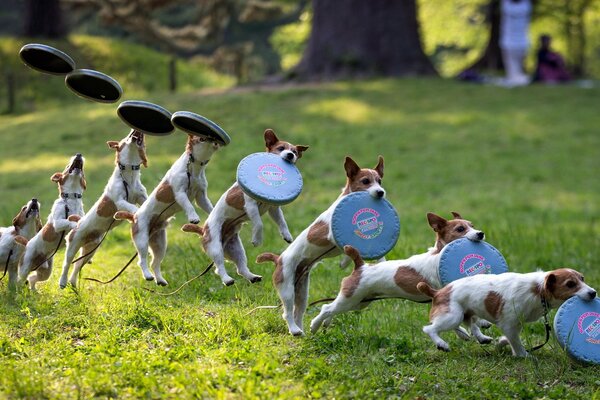 Juego de perros en verano