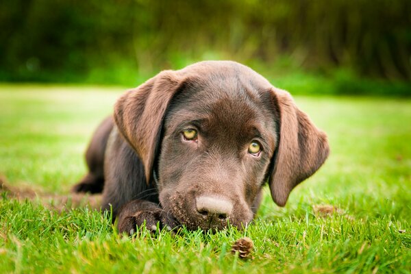 Brown labrador puppy on the grass