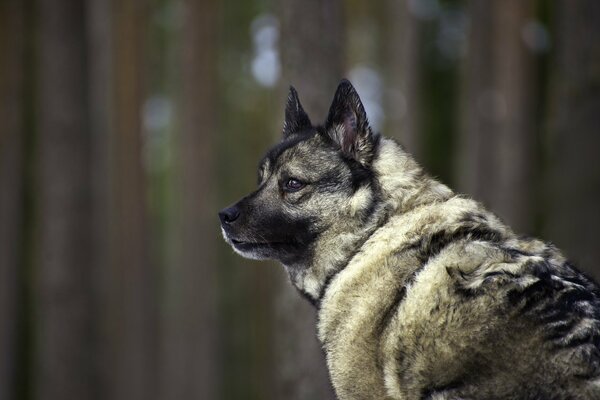 Hermoso perro de pie en el bosque