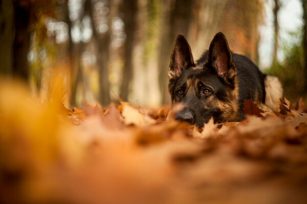 The shepherd lies on the autumn leaves