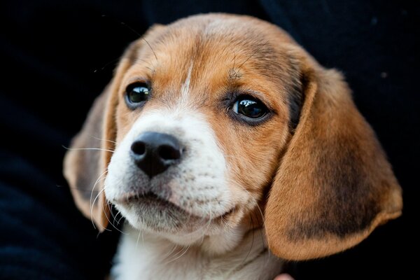 Petit chiot sur fond sombre