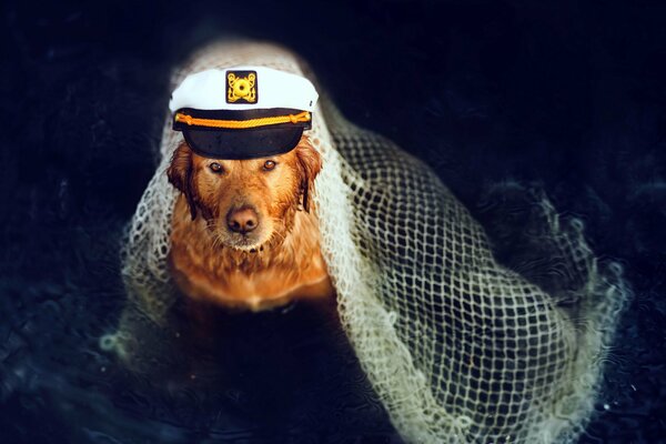 The dog is a captain with a cap. A dog is a man s friend