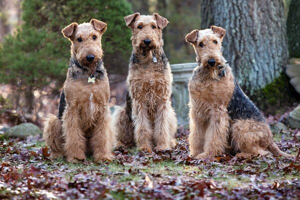 Hunde auf einem Spaziergang im Herbst