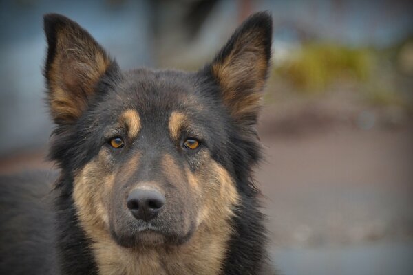 Den Hund als Freund betrachten