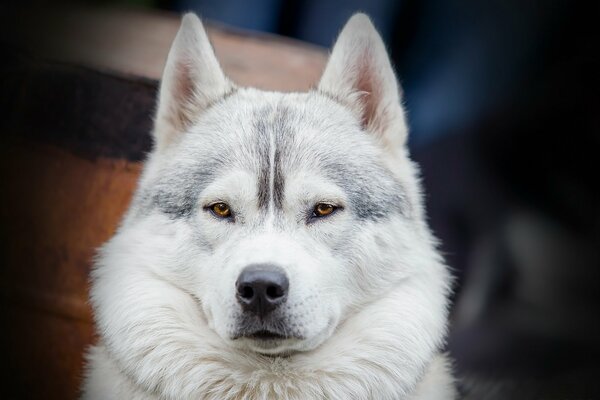 Der Hund ist der beste Freund des Menschen