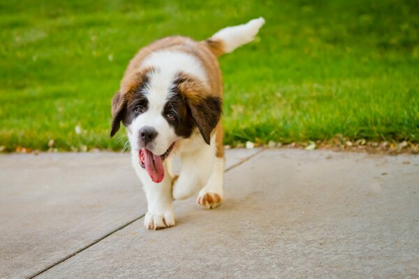 Funny puppy runs along the path on a walk