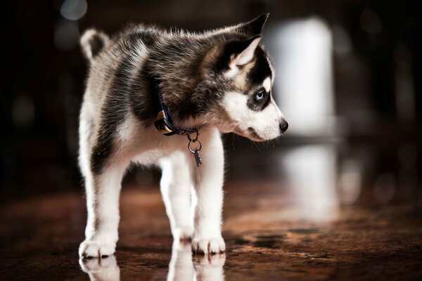 Cute husky puppy in a collar