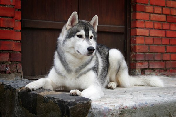 Husky giace sulla soglia di una casa di mattoni