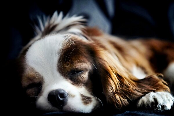 Dormire Spaniel sonno sano