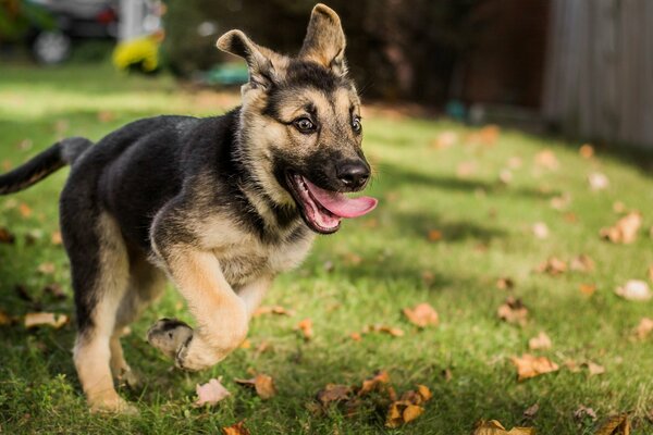 Deutscher Schäferhund Welpen grüne Wiese