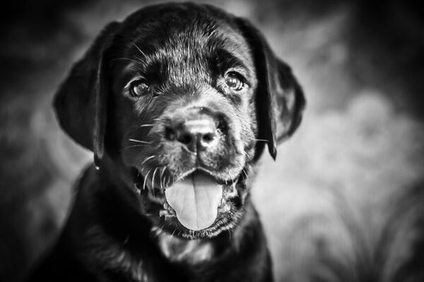 Black puppy sticks out his tongue and looks at the camera