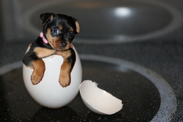 Un chiot Yorkie furtivement hors de l œuf