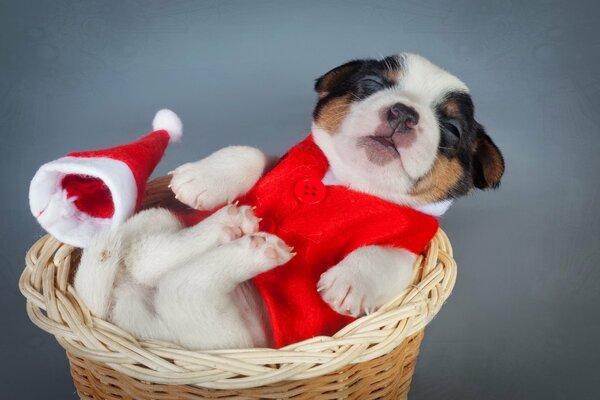 Cachorro con traje rojo durmiendo en una cesta