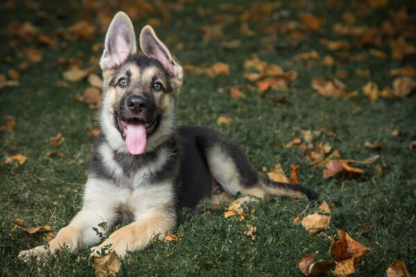 A puppy with funny ears is sitting on the grass