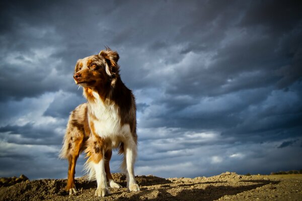 Cane contro il cielo