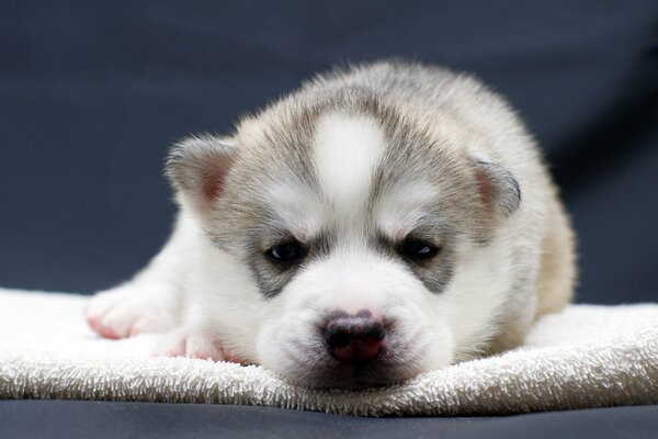 Petit chiot repose sur une serviette