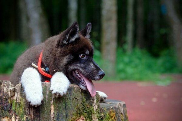 Ein Hund, der auf einem Baumstumpf sitzt, schaut auf den Besitzer