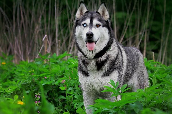 Husky mit bunten Augen im Gras