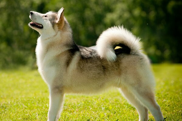 Alaskan malamute stands proudly on the grass