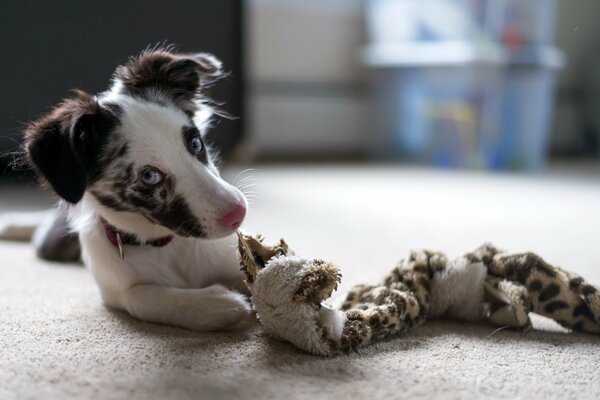 Interesting is not an ordinary dog with an unusual color