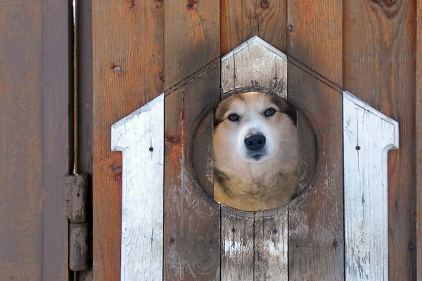 Curieux chien furtivement hors d un trou dans la clôture