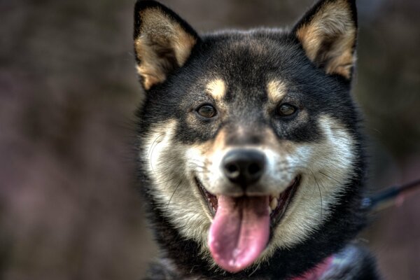 Schöner Hund sitzt und lächelt