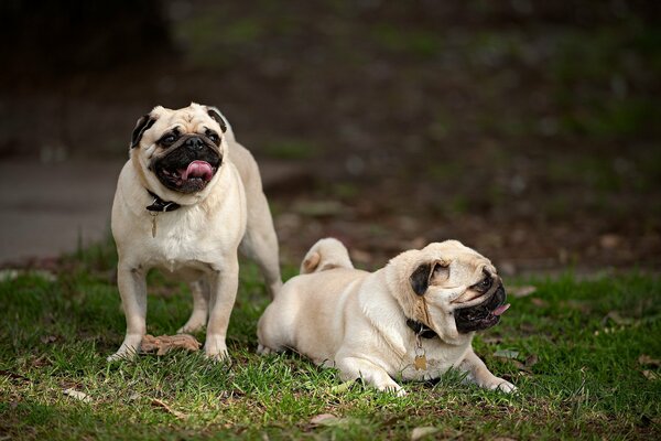 Hundefreunde der Rasse Mops in der Natur