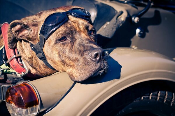 A biker dog with glasses on a motorcycle