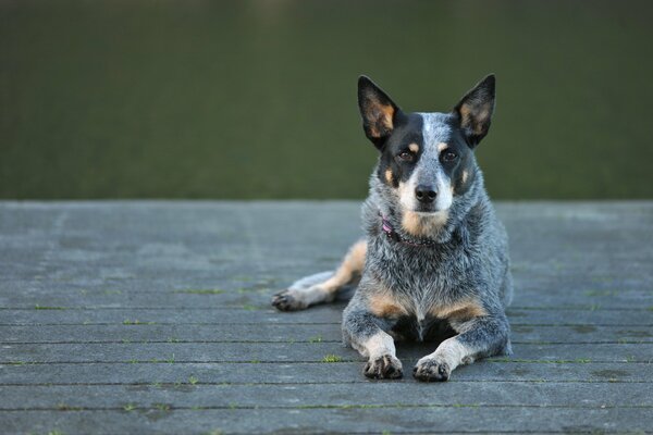 Australischer Schäferhund. Gestein