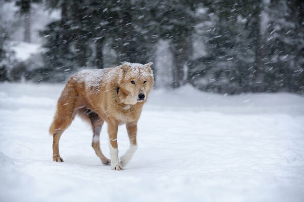 Pelirroja perro en una tormenta de nieve en el bosque