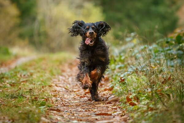 A hunting dog on a forest path