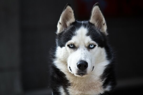 Schwerer Malamute mit blauen Augen