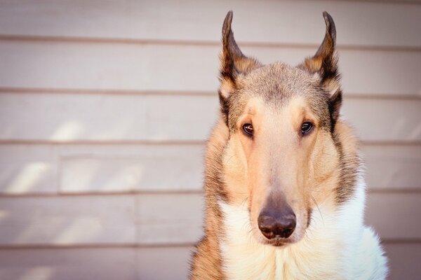 Beau chien avec un regard dévoué et fidèle