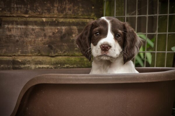 Petit chiot assis dans une cuve