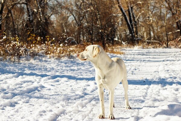 Perro blanco a finales de otoño