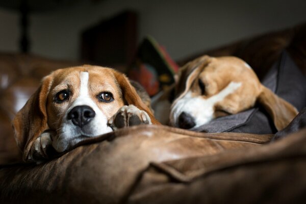 Two dogs sleeping on the couch