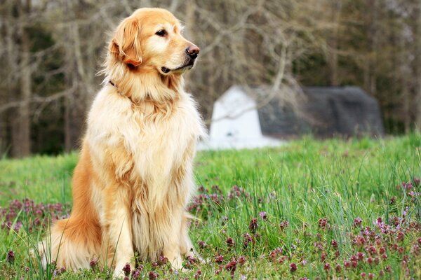 Golden Retriever siedzi na trawie na tle stodoły