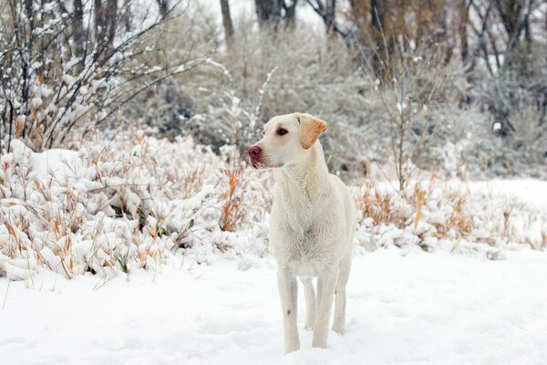 White dog on the background of snow