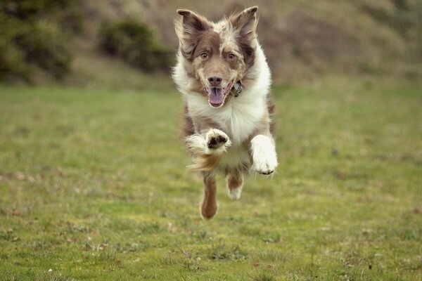 Joyful dog while running in the field