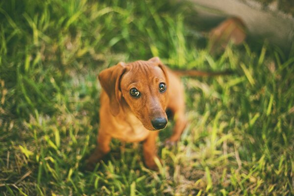 Cute photo of a dachshund on the green grass