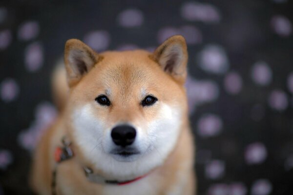 A dog with a sad look on a blurry background