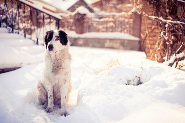 The dog sits near the porch in winter