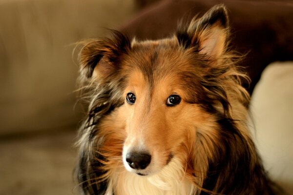 Foto eines Hundes mit einem freundlichen Blick