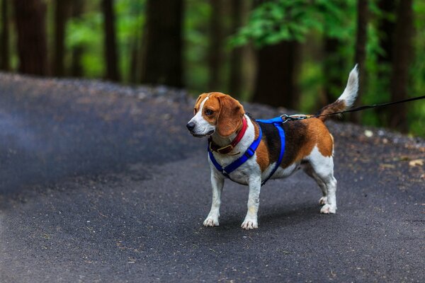 Schleppvarianten für Hunde der Beagle-Rasse