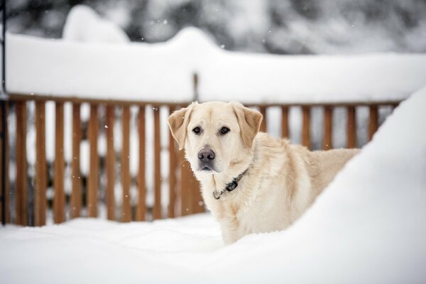 Golden retriever in the winter yard on the background of a wooden fence