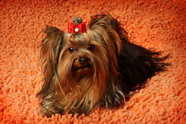 Yorkshire terrier z czerwoną kokardką na pomarańczowym dywanie