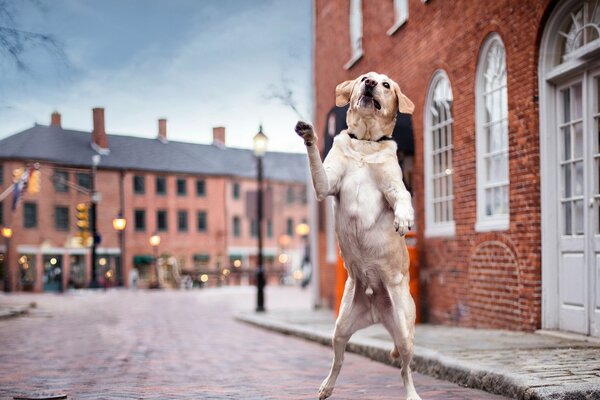 Dancin Hund auf der Straße