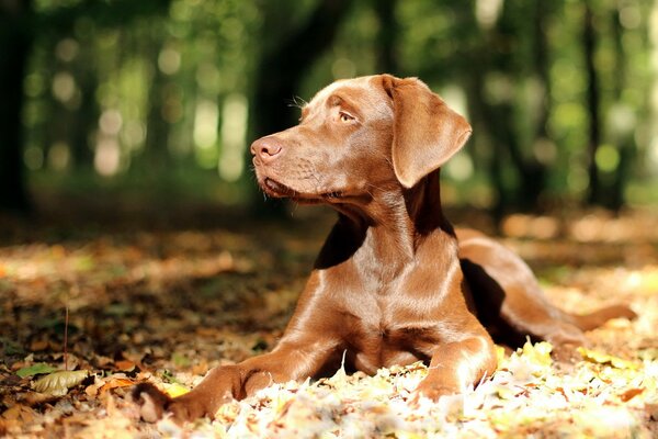 Foto de un perro en otoño soleado en la calle