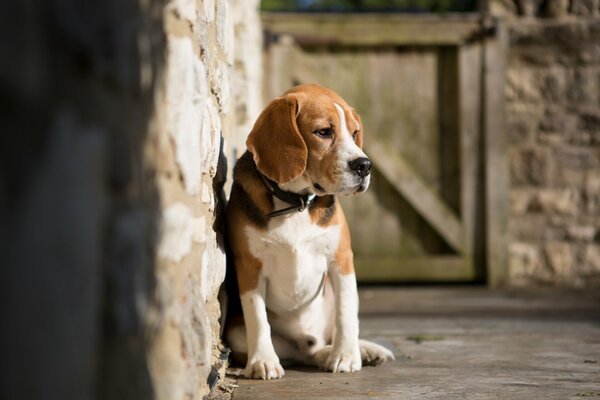 Triste carino solitario cagnolini