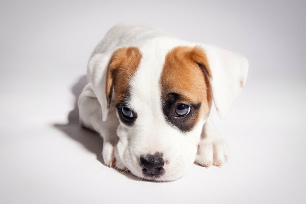 Chiot pit-Bull blanc avec une oreille brune